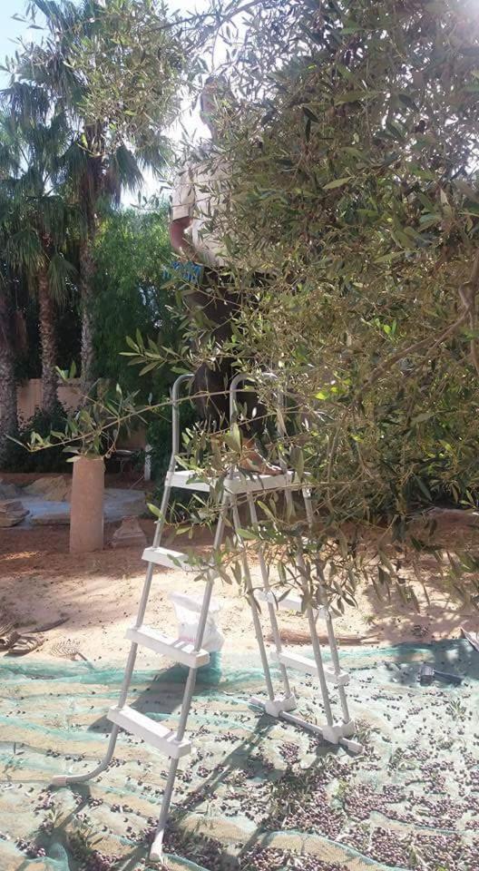 Maison D'Hotes Dar Salma Safakes Dış mekan fotoğraf